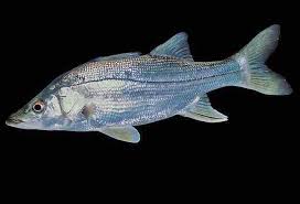 Image result for Centropomus parallelus