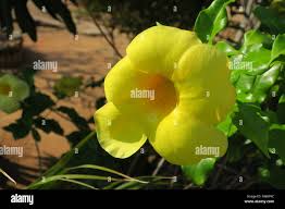 Attēlu rezultāti vaicājumam “Apocynaceae”