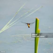 Attēlu rezultāti vaicājumam “Libellula depressa female”