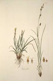 Attēlu rezultāti vaicājumam “Carex hostiana”