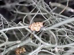 Attēlu rezultāti vaicājumam “Biatoropsis usnearum”