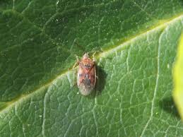 Attēlu rezultāti vaicājumam “Kleidocerys resedae imago”