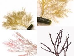 Attēlu rezultāti vaicājumam “Ceramium sp.”