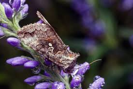 Attēlu rezultāti vaicājumam “Syngrapha interrogationis”