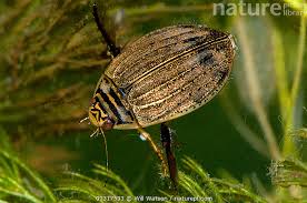 Attēlu rezultāti vaicājumam “Acilius sulcatus”