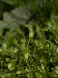 Attēlu rezultāti vaicājumam “Stellaria pallida”