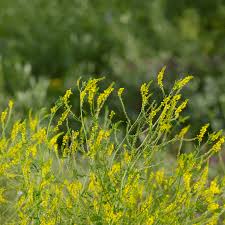Attēlu rezultāti vaicājumam “Melilotus officinalis flower”