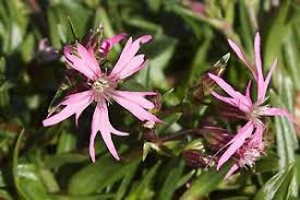 Attēlu rezultāti vaicājumam “Lychnis flos-cuculi fruit”