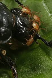 Attēlu rezultāti vaicājumam “Poecilochirus sp.”