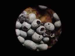 Attēlu rezultāti vaicājumam “Badhamia panicea”