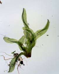 Attēlu rezultāti vaicājumam “Barbula convoluta sporophyte”