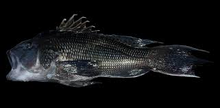 Image result for Centropristis striata