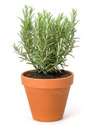 Image result for Rosmarin