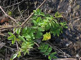 Attēlu rezultāti vaicājumam “Filipendula ulmaria  leaf”