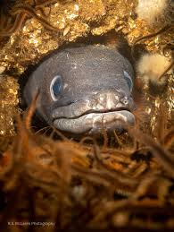 Image result for Conger conger