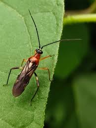 Attēlu rezultāti vaicājumam “Miridae”