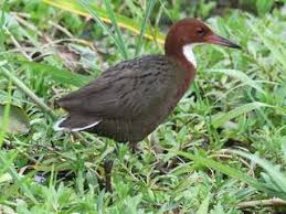 Attēlu rezultāti vaicājumam “Bayeriola thymicola”