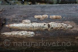 Attēlu rezultāti vaicājumam “Rhodonia placenta”