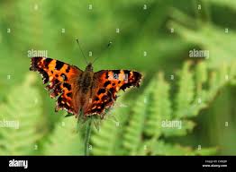 Attēlu rezultāti vaicājumam “Polygonia c-album larva”