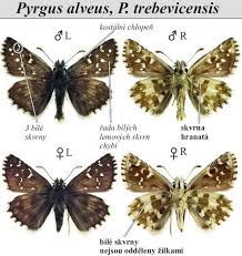 Attēlu rezultāti vaicājumam “Pyrgus alveus”