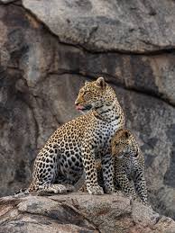 Attēlu rezultāti vaicājumam “Lycogala leopardinum young”