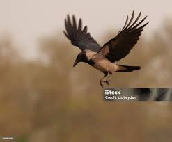 Attēlu rezultāti vaicājumam “Corvus cornix”