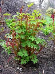 Image result for tränendes Herz