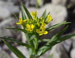Attēlu rezultāti vaicājumam “Erysimum cheiranthoides flower”