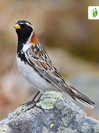 Image result for Calcarius lapponicus