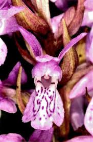 Attēlu rezultāti vaicājumam “Dactylorhiza cruenta”