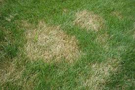 Attēlu rezultāti vaicājumam “Lophozia badensis sporophyte”