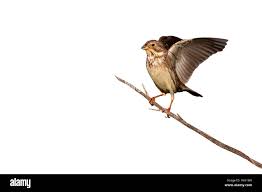 Image result for Emberiza calandra