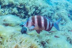 Image result for Diplodus capensis