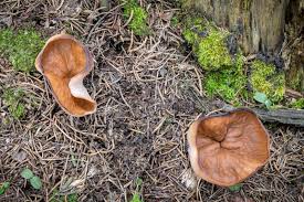 Attēlu rezultāti vaicājumam “Discina perlata”