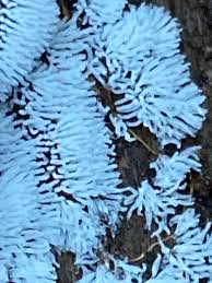 Attēlu rezultāti vaicājumam “Ceratiomyxa fruticulosa sessile”