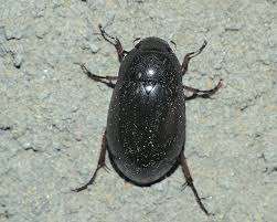 Attēlu rezultāti vaicājumam “Hydrochara caraboides”