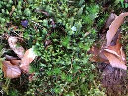 Attēlu rezultāti vaicājumam “Plagiochila asplenioides”