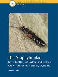 Attēlu rezultāti vaicājumam “Staphylinidae”