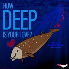 Image result for Ziphius cavirostris