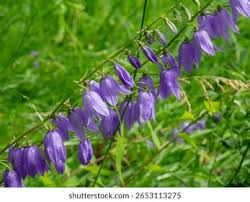 Image result for Campanula rapunculoides