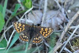 Attēlu rezultāti vaicājumam “Hamearis lucina upperside”