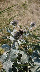 Attēlu rezultāti vaicājumam “Eryngium maritimum leaf”