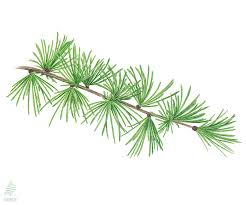 Attēlu rezultāti vaicājumam “Larix”