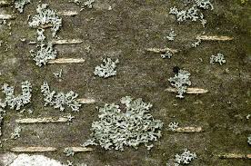 Attēlu rezultāti vaicājumam “Physcia tenella”