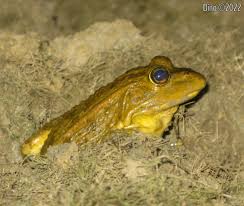 Attēlu rezultāti vaicājumam “Pelophylax juvenile”