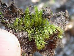 Attēlu rezultāti vaicājumam “Leiocolea rutheana sporophyte”