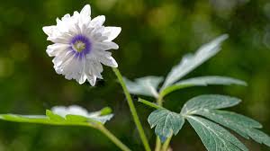 Attēlu rezultāti vaicājumam “Anemone nemorosa flower”
