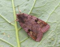 Attēlu rezultāti vaicājumam “Diarsia brunnea”