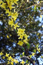 Attēlu rezultāti vaicājumam “Forsythia suspensa flower”