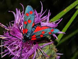 Attēlu rezultāti vaicājumam “Zygaena filipendulae”
